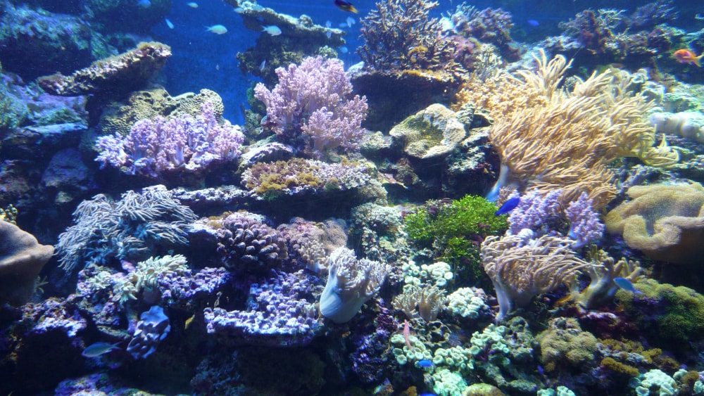 新江ノ島水族館の写真7