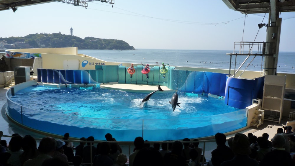 新江ノ島水族館の写真8