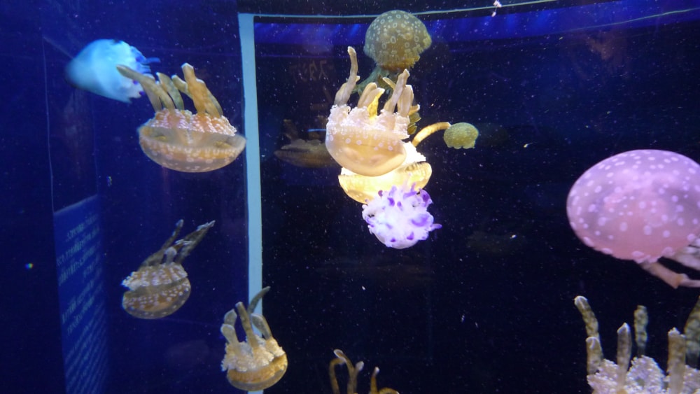 新江ノ島水族館の写真10