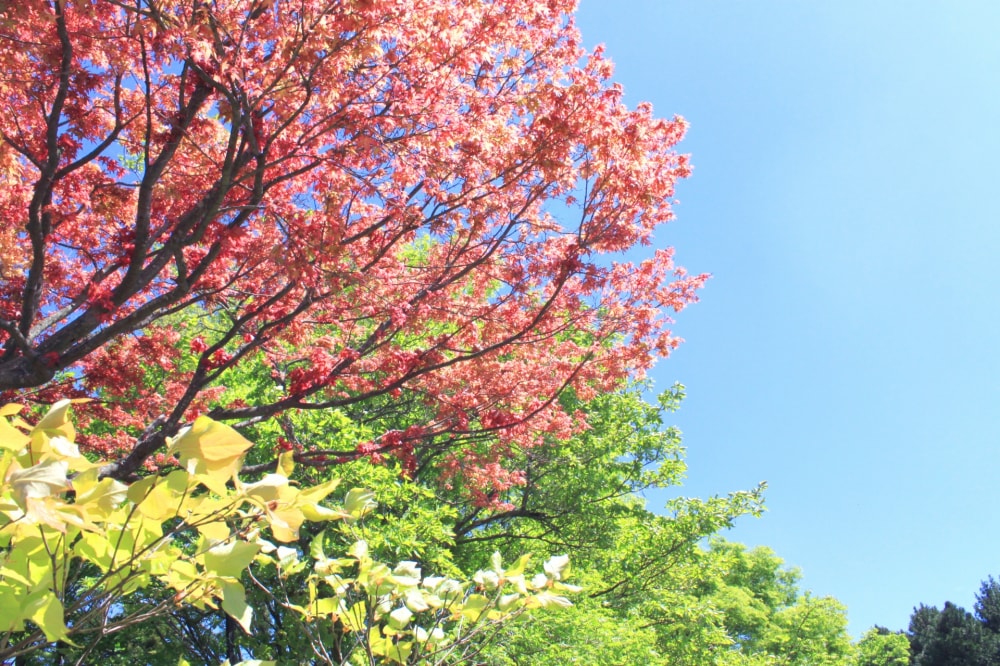 箱根強羅公園の写真4