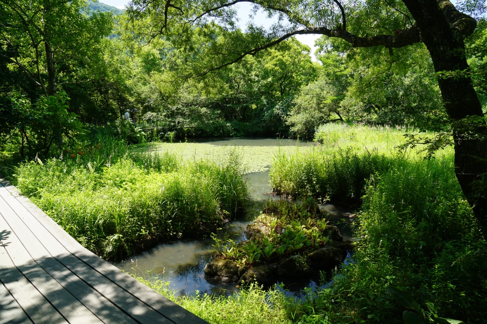 箱根湿生花園の写真2