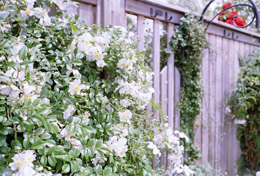 横浜イングリッシュガーデンの写真3