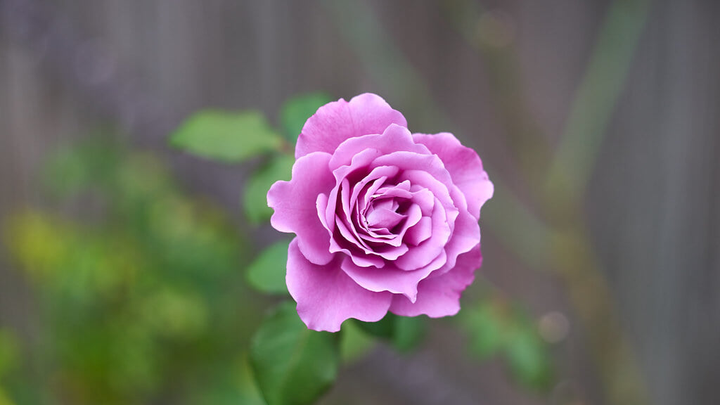 横浜イングリッシュガーデンの写真6