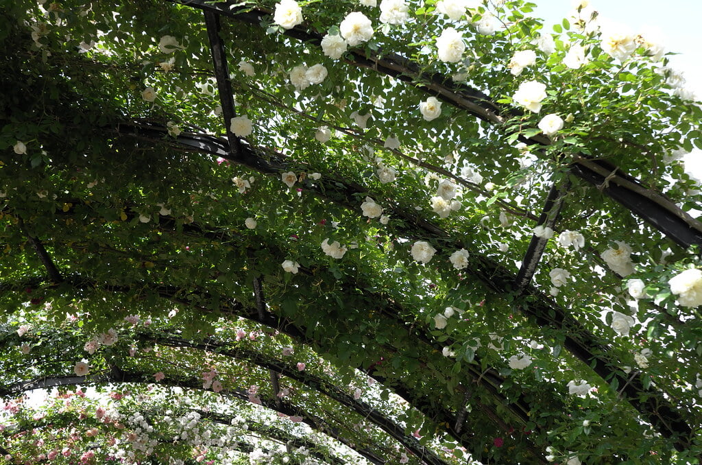 横浜イングリッシュガーデンの写真13