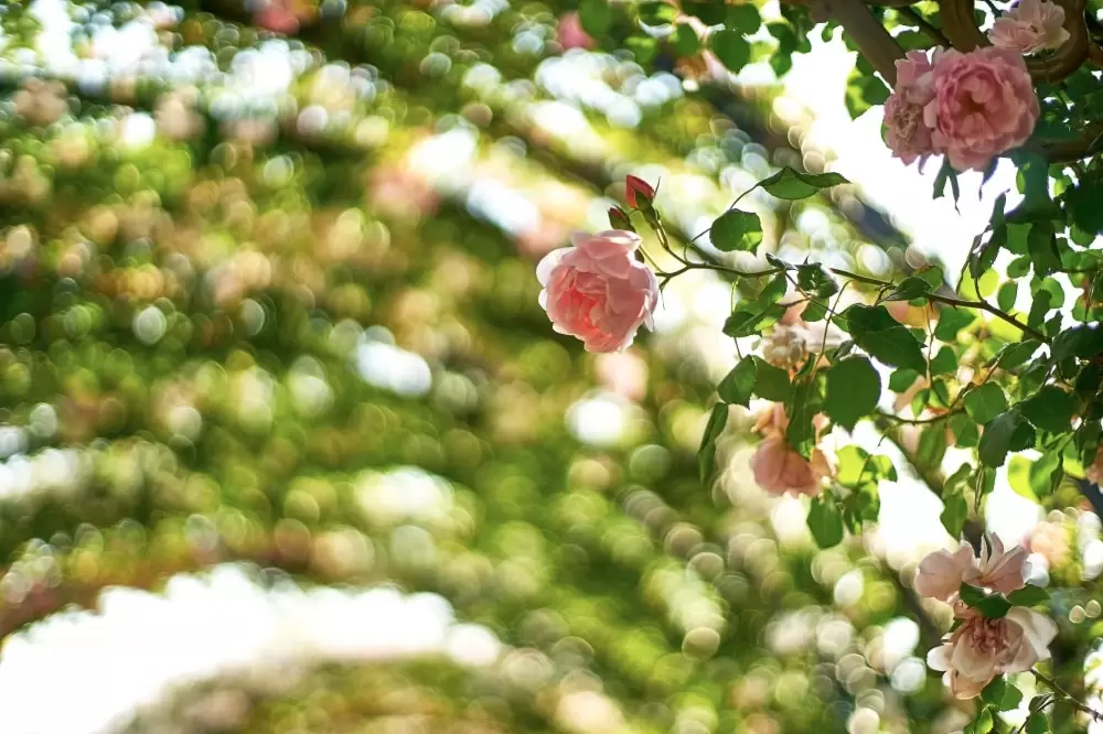 横浜イングリッシュガーデンの写真1