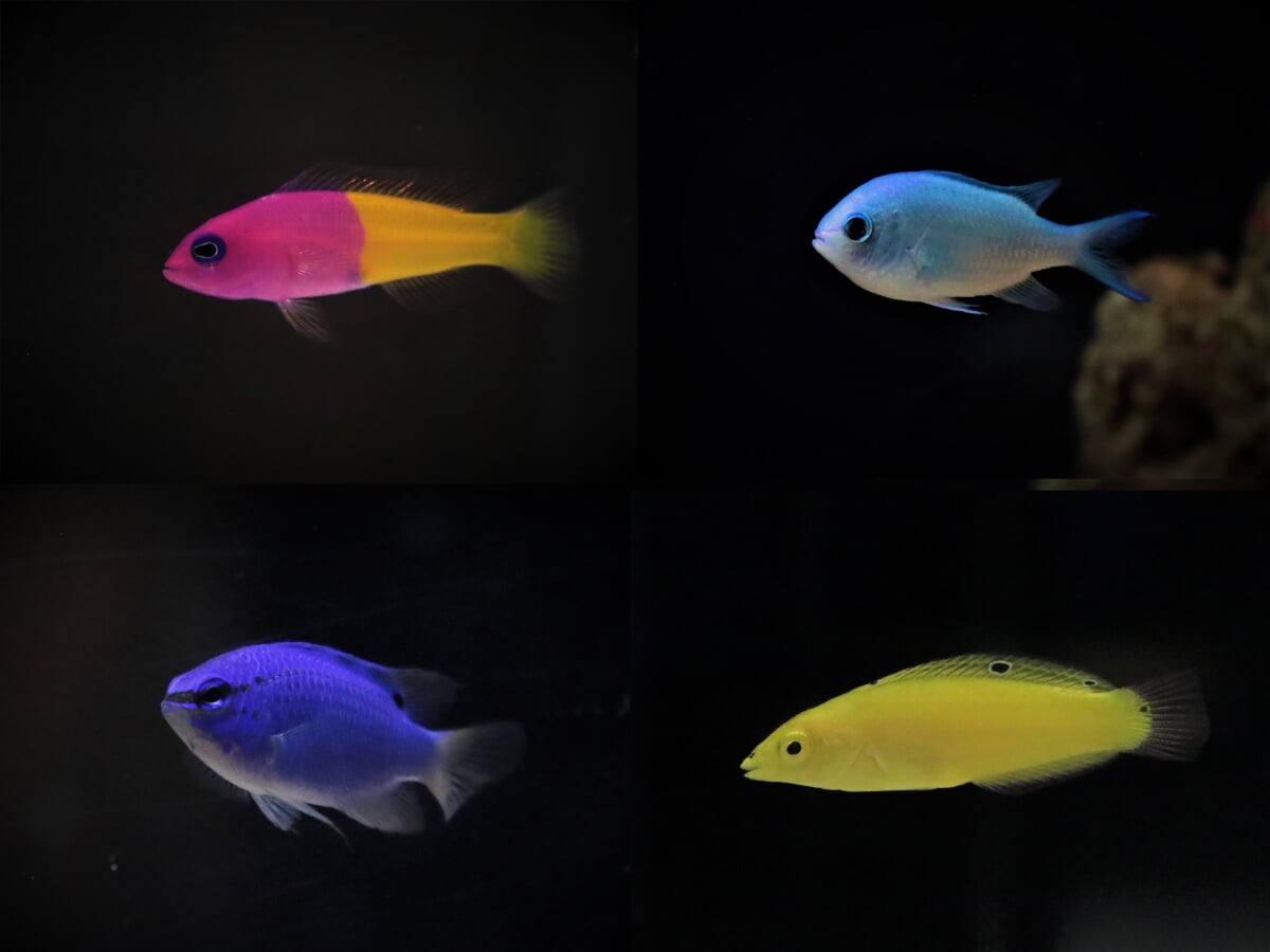 横浜開運水族館 フォーチュンアクアリウム (旧:ヨコハマおもしろ水族館)の写真2