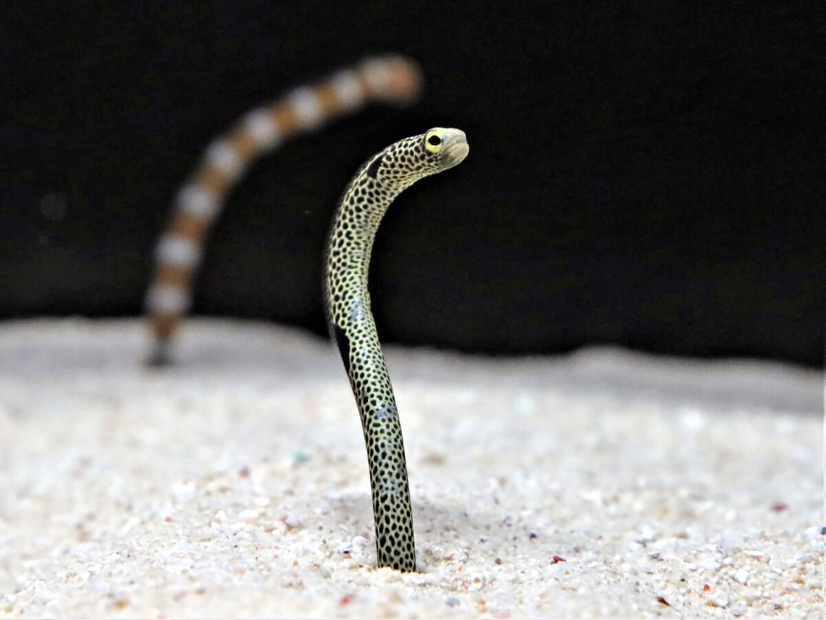 横浜開運水族館 フォーチュンアクアリウム (旧:ヨコハマおもしろ水族館)の写真3