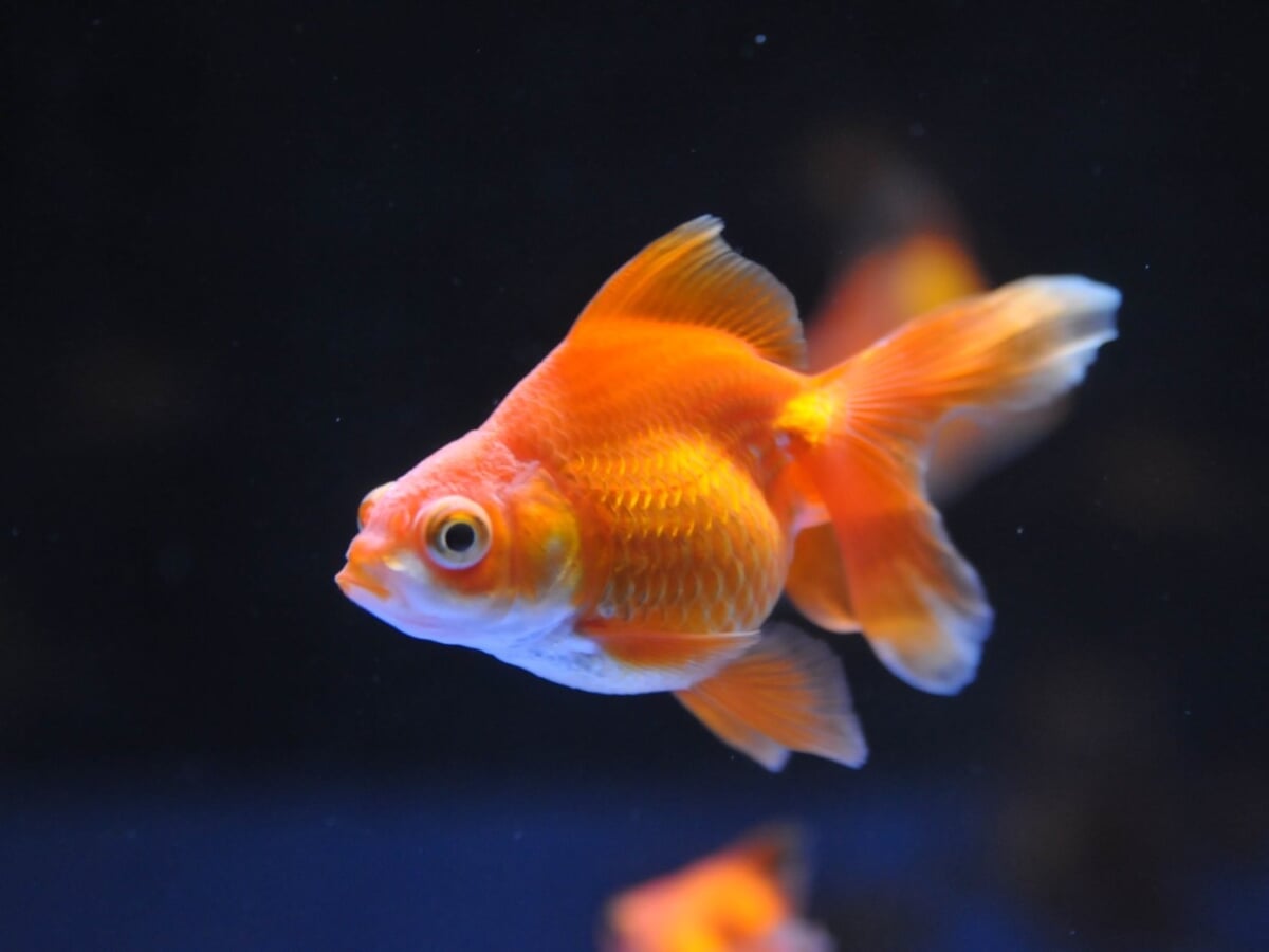 横浜開運水族館 フォーチュンアクアリウム (旧:ヨコハマおもしろ水族館)の写真4