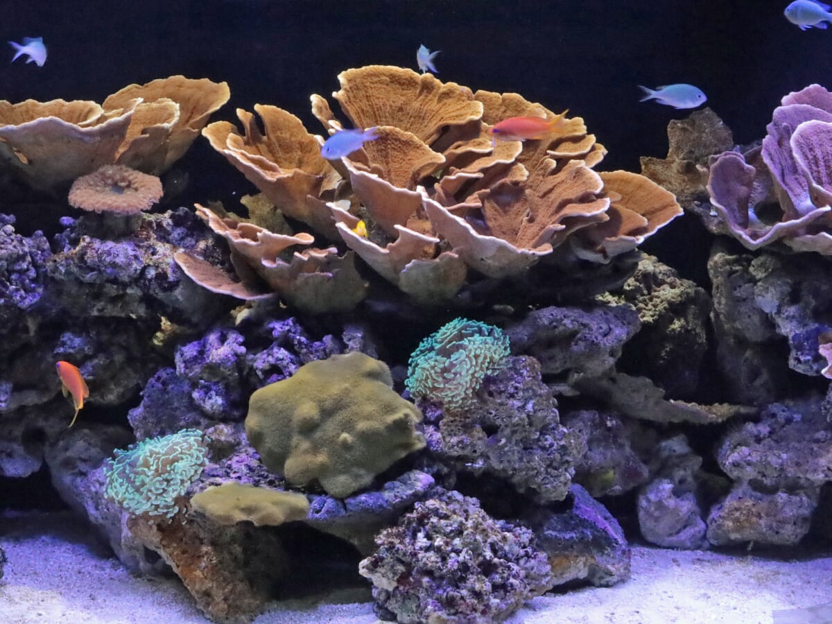 横浜開運水族館 フォーチュンアクアリウム (旧:ヨコハマおもしろ水族館)の写真6