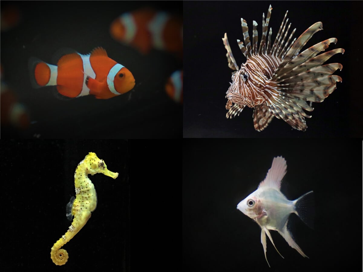 横浜開運水族館 フォーチュンアクアリウム (旧:ヨコハマおもしろ水族館)の写真8