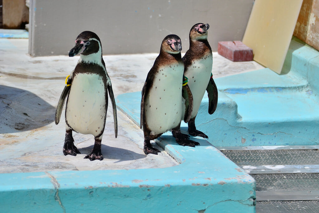 横浜市立 野毛山動物園の写真3