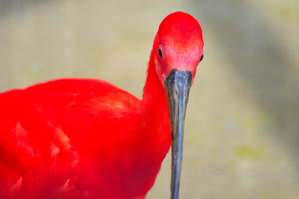 横浜市立 野毛山動物園の写真6