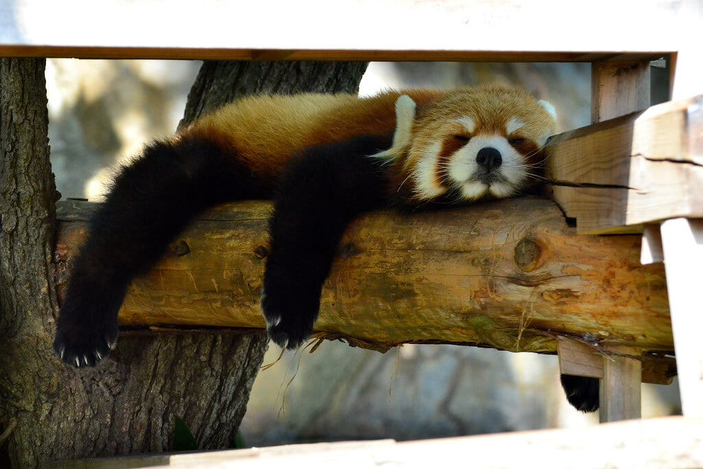 横浜市立 野毛山動物園の写真7