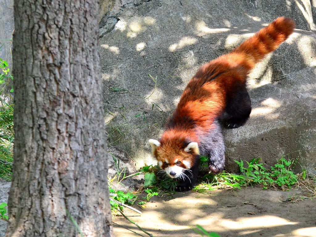 横浜市立 野毛山動物園の写真8
