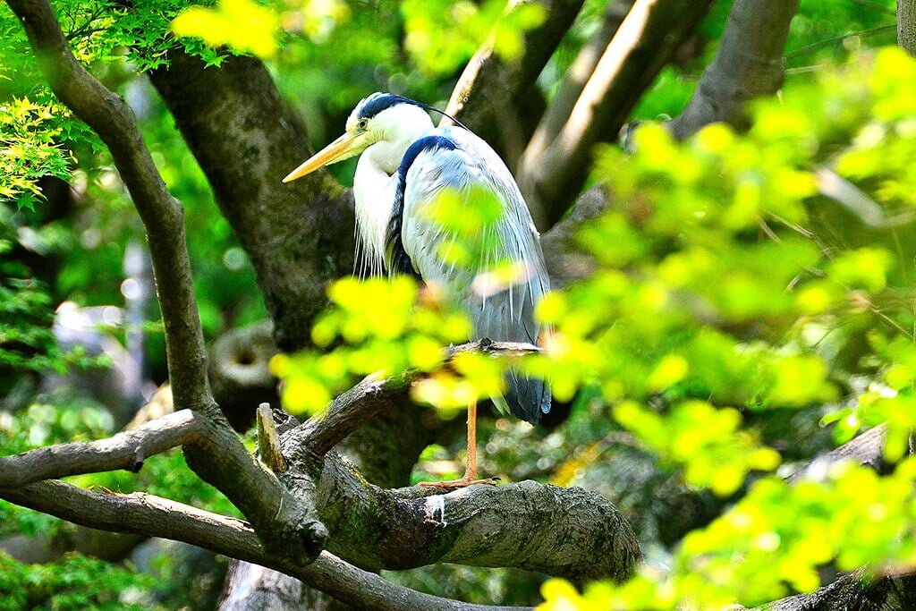 横浜市立 野毛山動物園の写真10