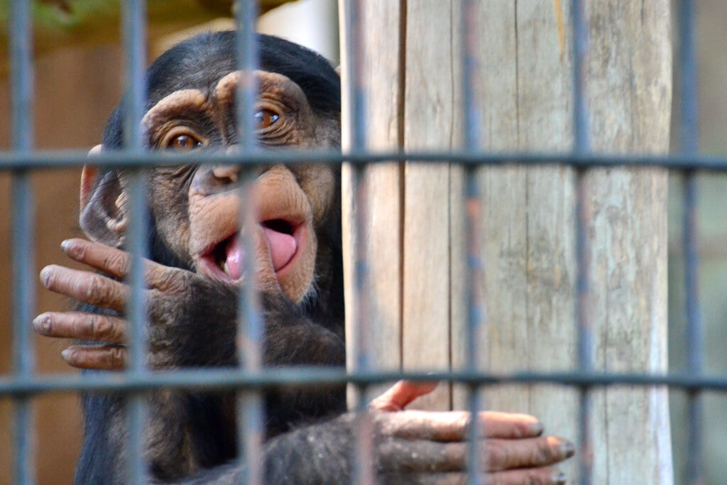 横浜市立 野毛山動物園の写真12