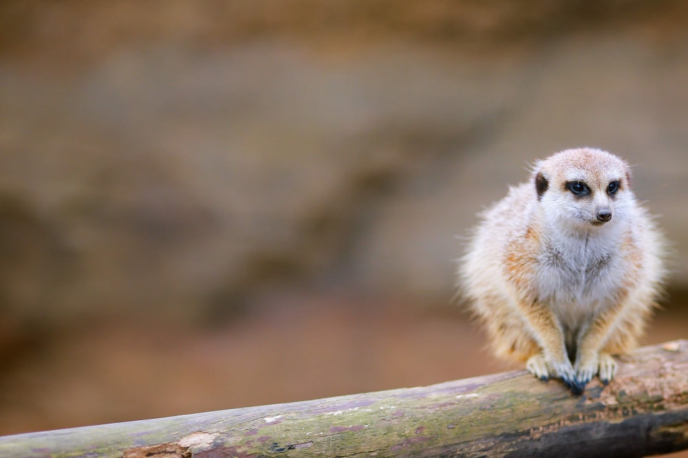よこはま動物園ズーラシアの写真7