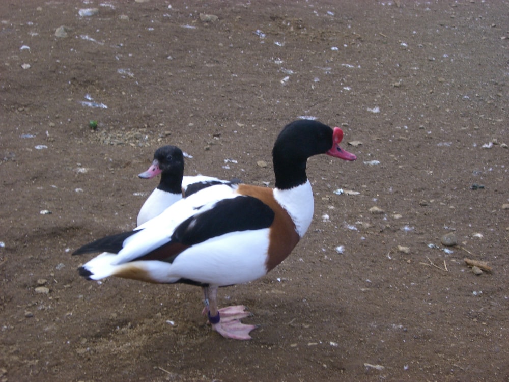 よこはま動物園ズーラシアの写真8