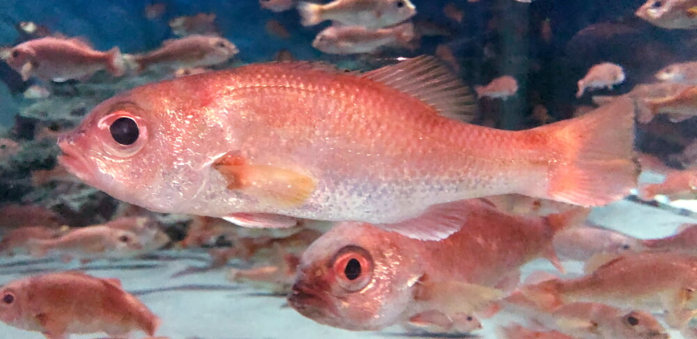 新潟市水族館 マリンピア日本海の写真3