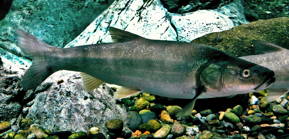 新潟市水族館 マリンピア日本海の写真4