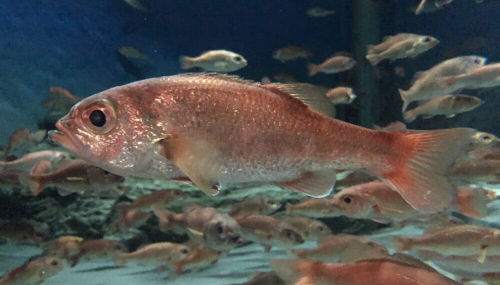 新潟市水族館 マリンピア日本海の写真5