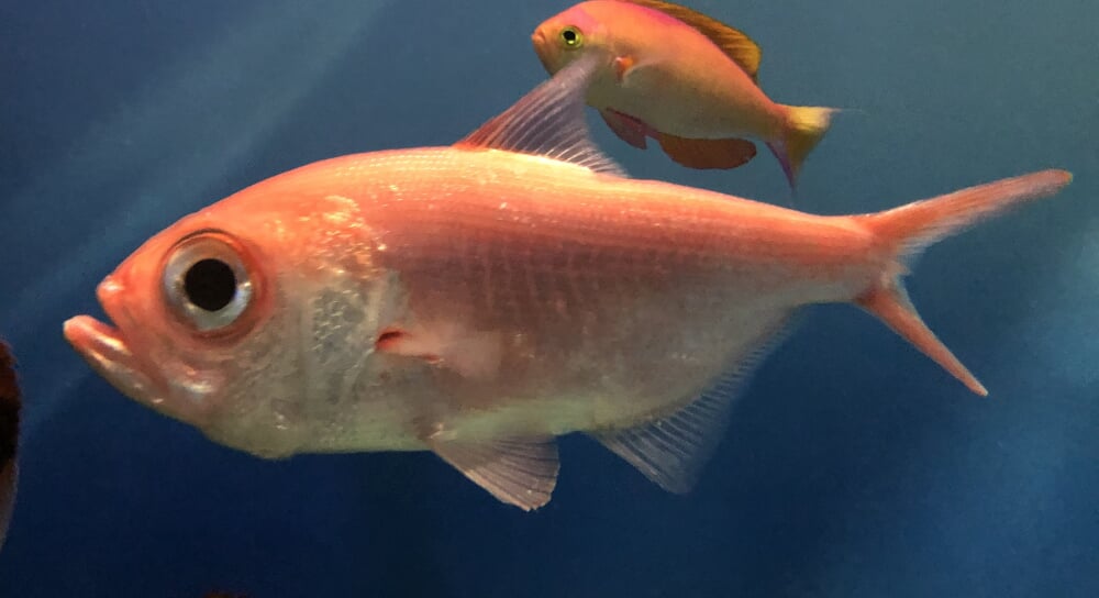 新潟市水族館 マリンピア日本海の写真7