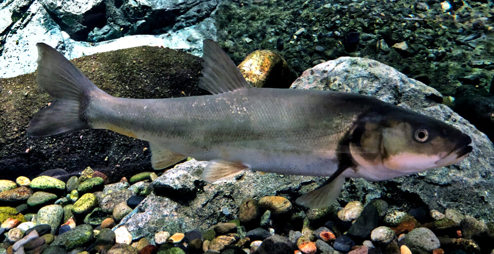 新潟市水族館 マリンピア日本海の写真8