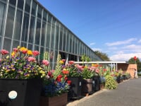 チューリップ四季彩館