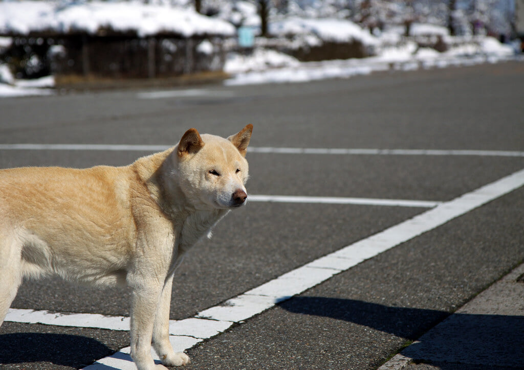 富山県中央植物園の写真2