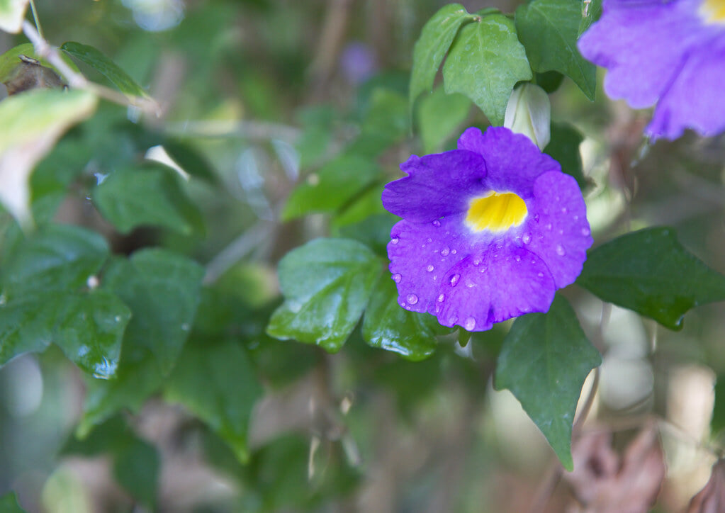 富山県中央植物園の写真3