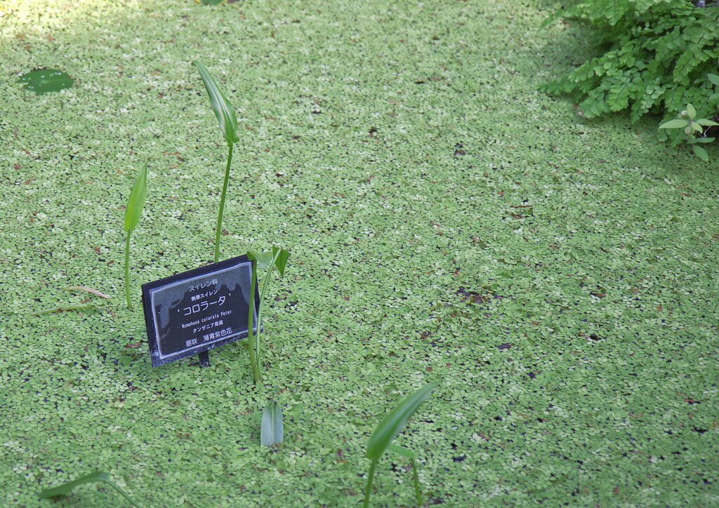 富山県中央植物園の写真4