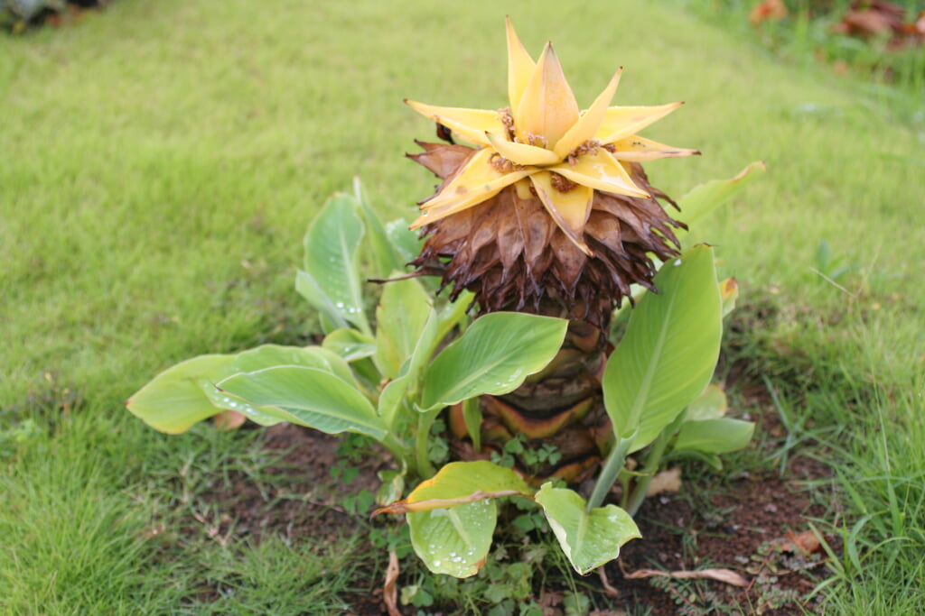 富山県中央植物園の写真1