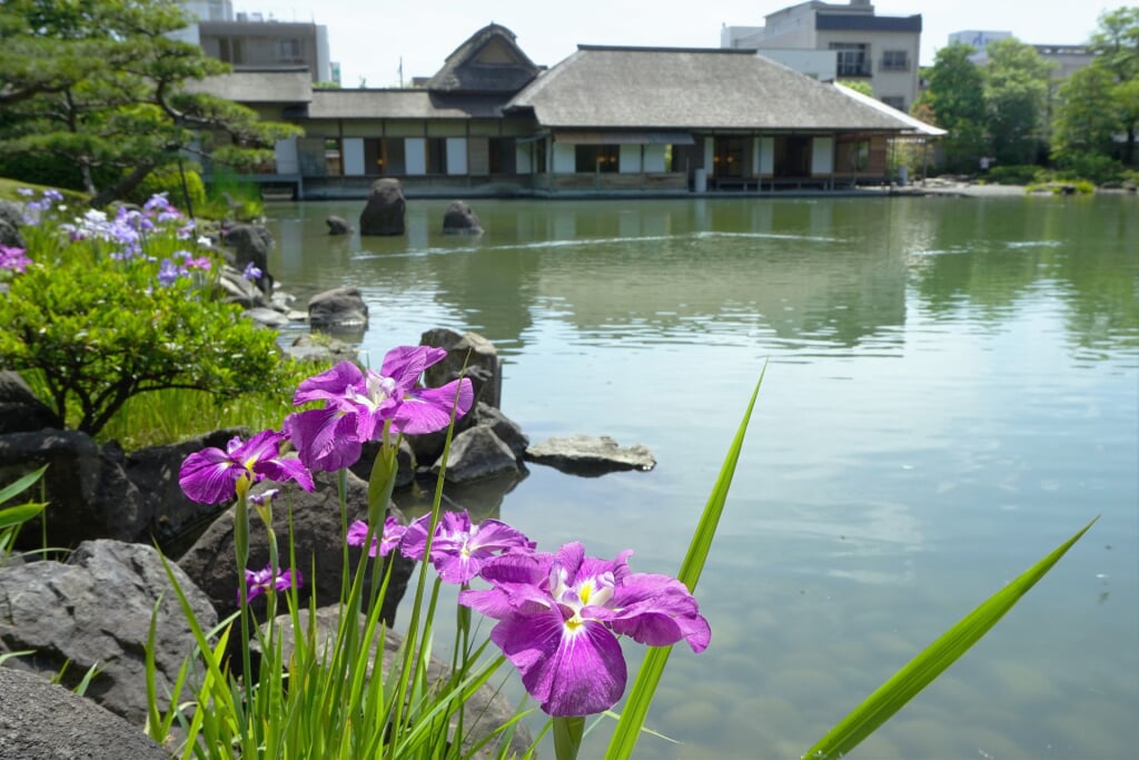 名勝養浩館庭園の写真1