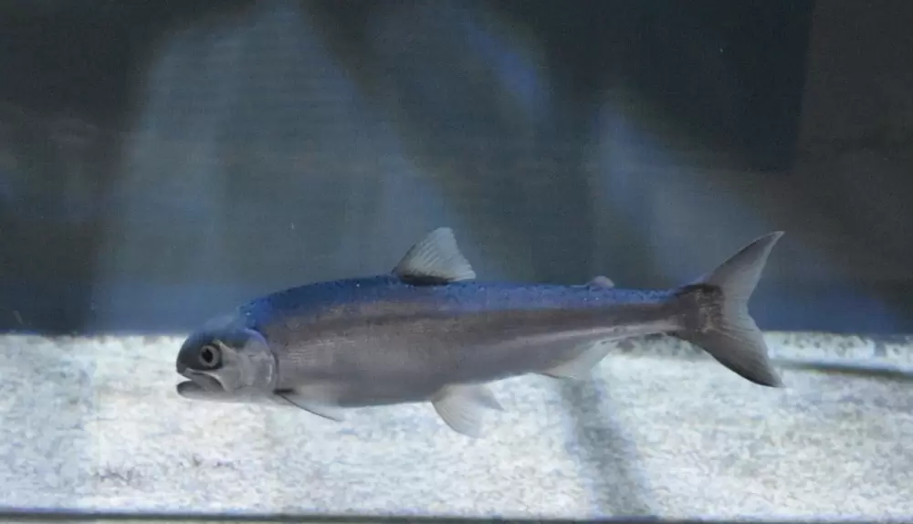 西湖ネイチャーセンターの写真1