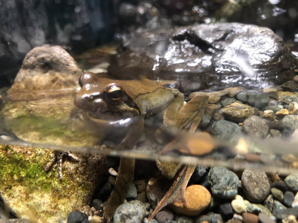 森の中の水族館 富士湧水の里水族館の写真2