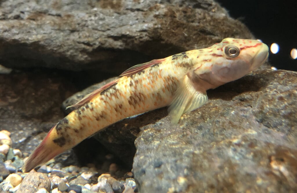 森の中の水族館 富士湧水の里水族館の写真3