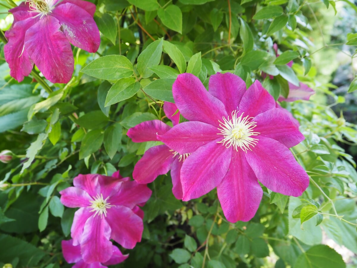 軽井沢レイクガーデンの写真5