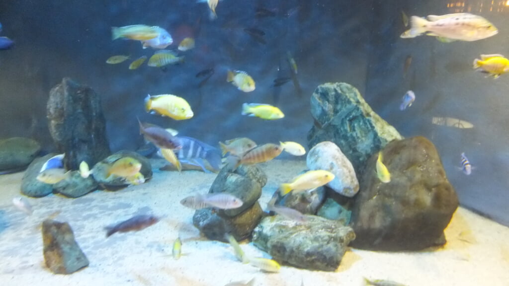 蓼科アミューズメント水族館の写真7