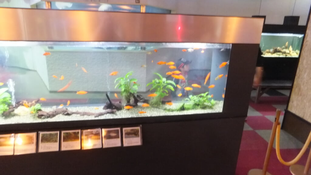 蓼科アミューズメント水族館の写真12