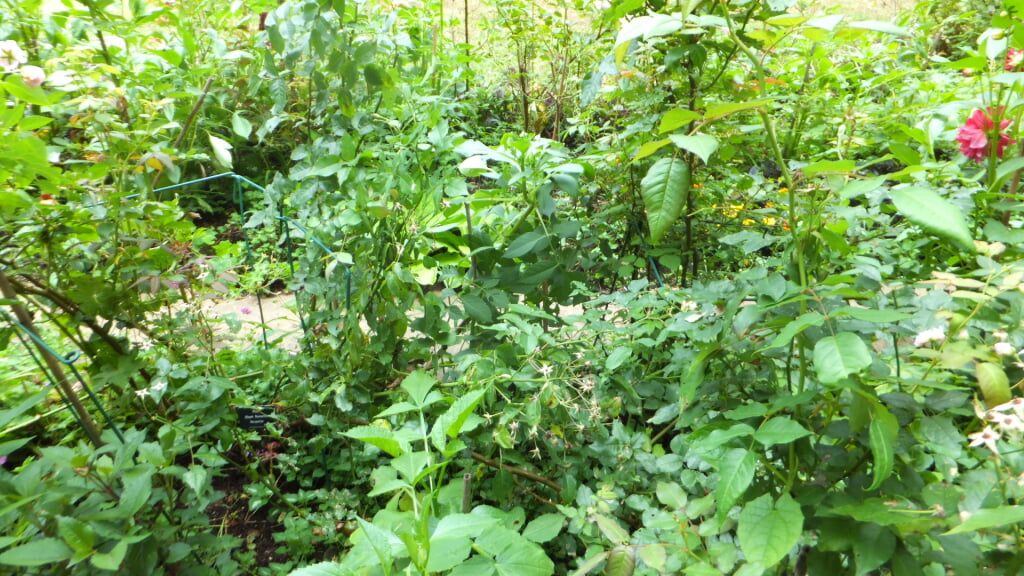 蓼科高原バラクライングリッシュガーデンの写真6