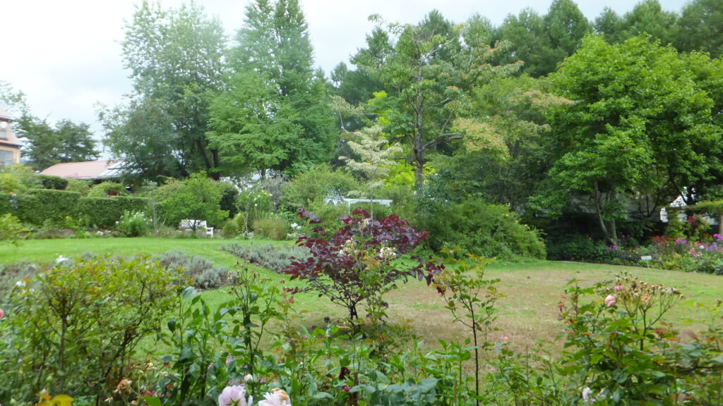 蓼科高原バラクライングリッシュガーデンの写真8