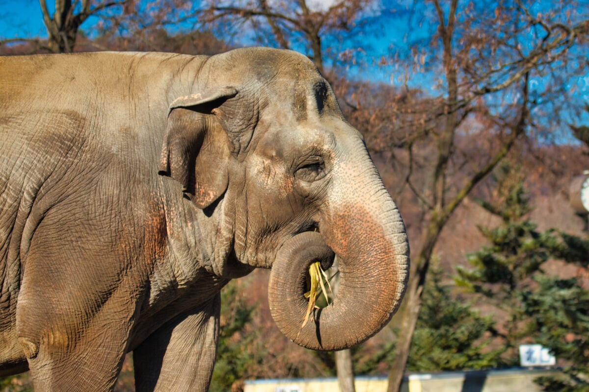 長野市茶臼山動物園の写真2