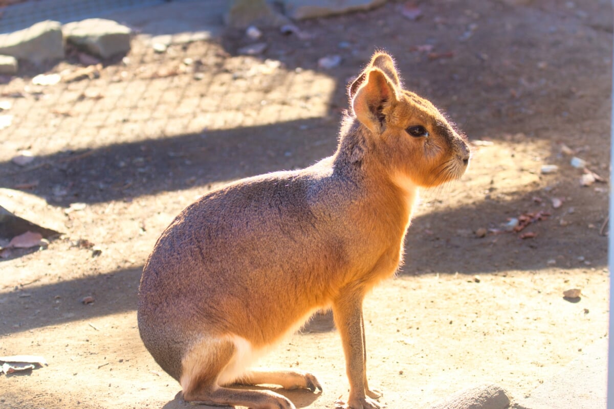 長野市茶臼山動物園の写真6