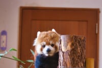 長野市茶臼山動物園