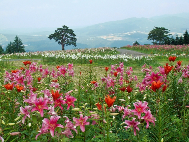 ダイナランドゆり園の写真2