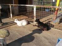 中津川市ふれあい牧場