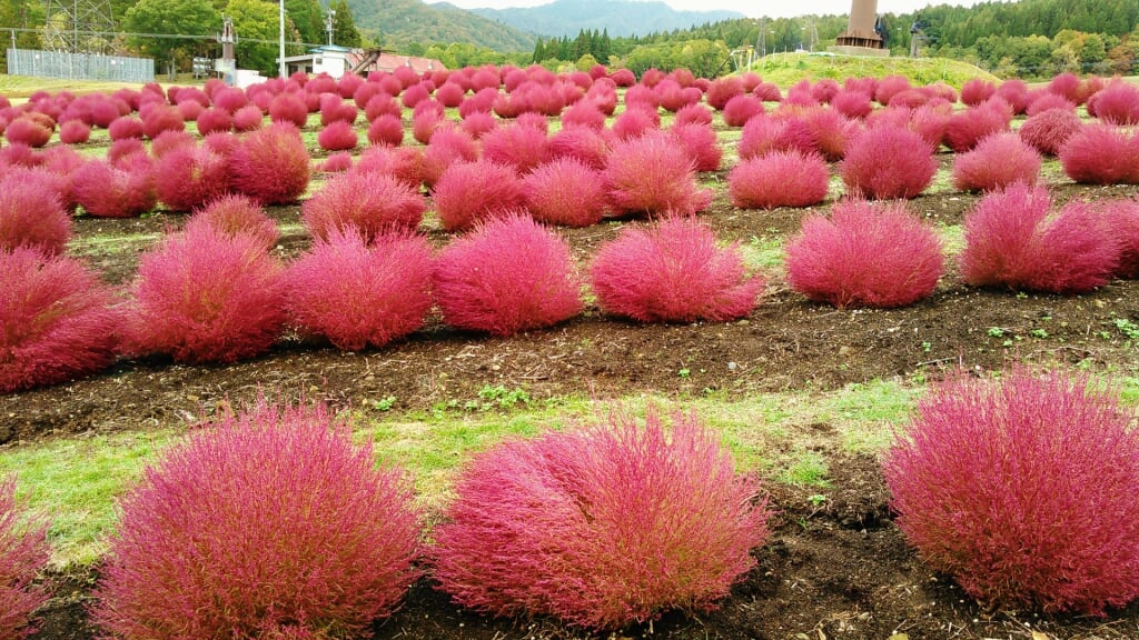 ひるがの高原コキアパークの写真2