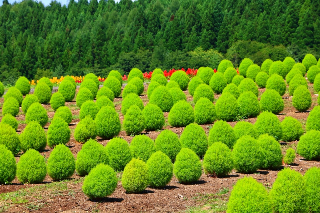 ひるがの高原コキアパークの写真3