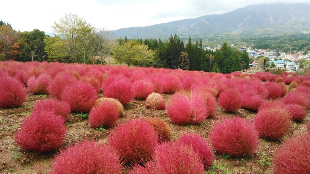 ひるがの高原コキアパークの写真1