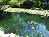 掛川市 清水邸庭園